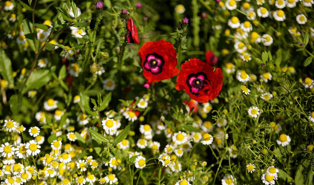 شیلگان دره درگز