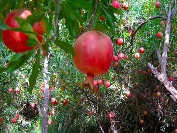 روستای مردانقم