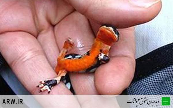 سمندر لرستانی