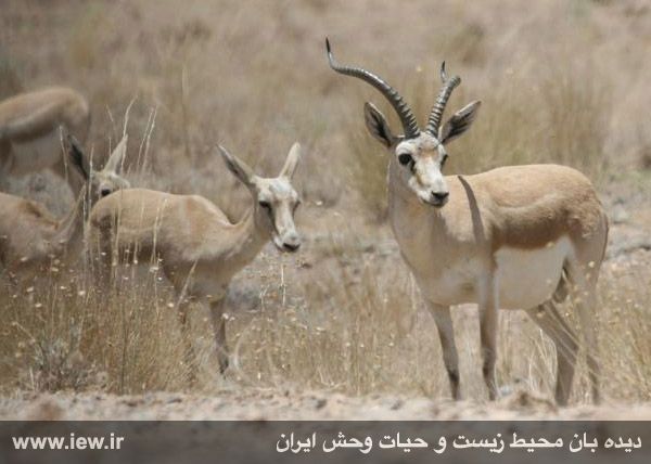 منطقه حفاظت شده قمیشلو