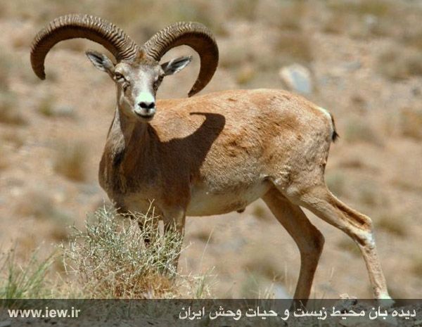 منطقه حفاظت شده قمیشلو
