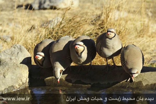 منطقه حفاظت شده قمیشلو