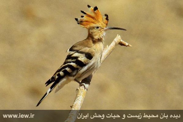 منطقه حفاظت شده قمیشلو