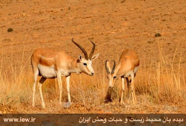 منطقه حفاظت شده قمیشلو