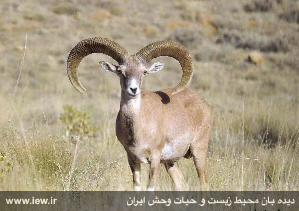 منطقه حفاظت شده قمیشلو