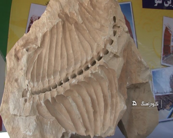 موزه فسیل شیرین سو