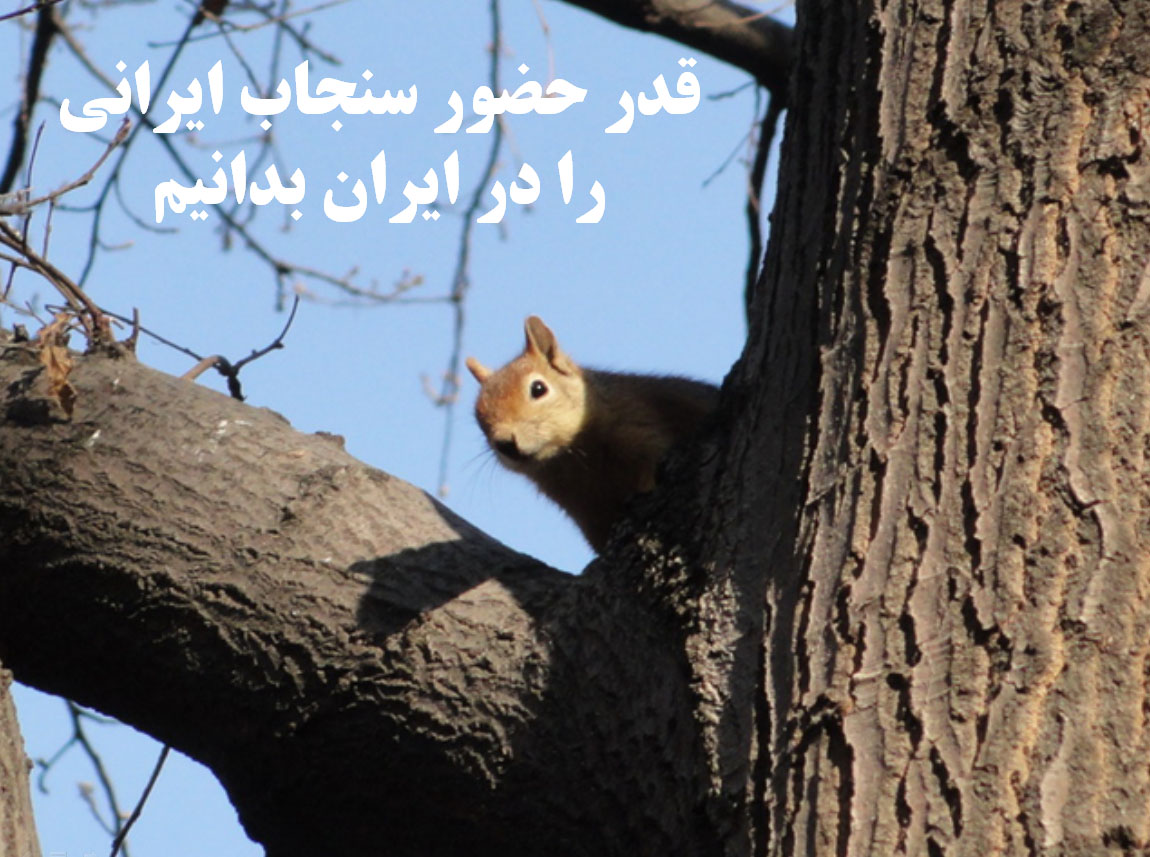 سنجاب ایرانی زاگرس