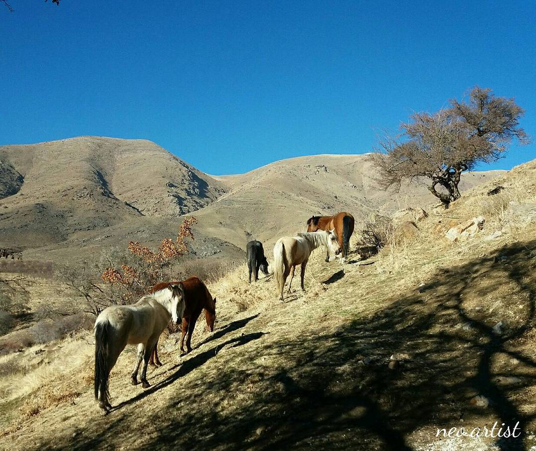 روستای هیو