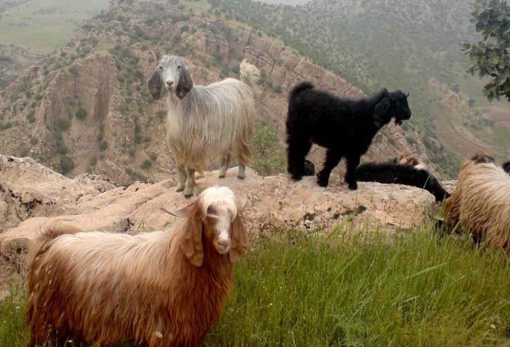 روستای زنجیره علیا ایلام