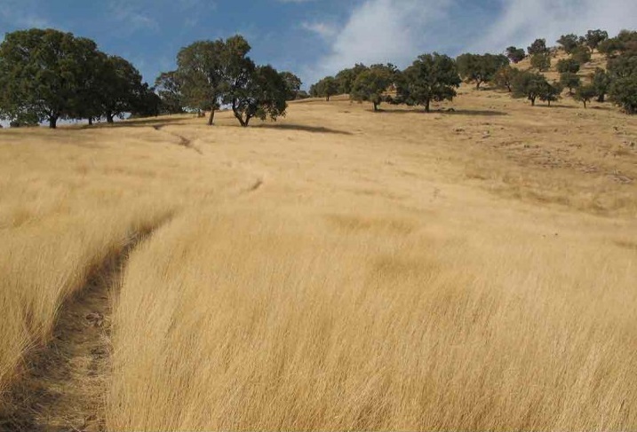 روستای زنجیره علیا ایلام