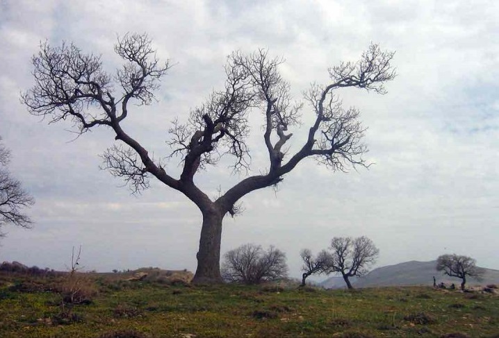 روستای زنجیره علیا ایلام