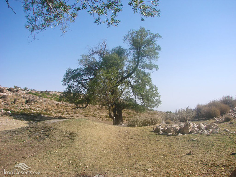 منطقه شکار ممنوع خرمنکوه فسا
