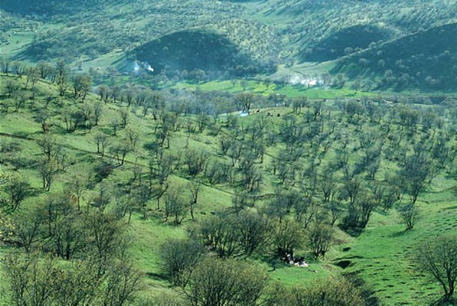پارک جنگلی شوراب لرستان