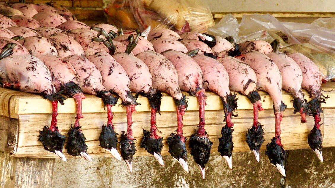 فریدونکنار قتلگاه پرندگان مهاجر