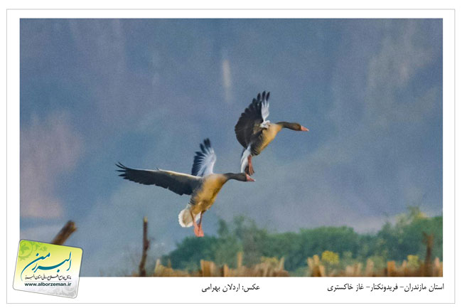 تالاب فریدون کنار