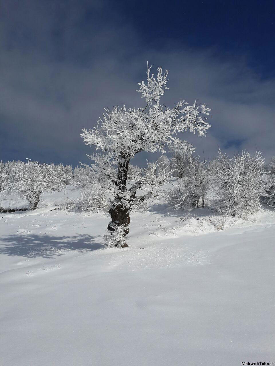 پارک جنگلی توسکا چشمه مازندران