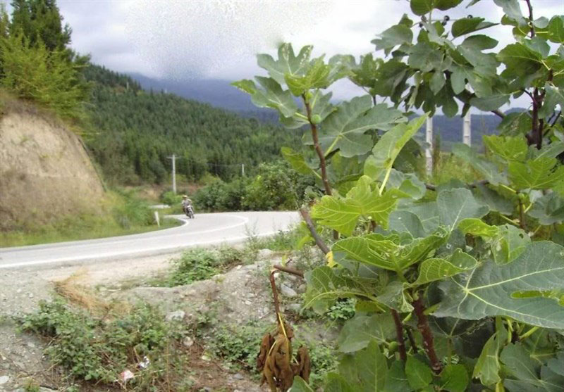 پارک جنگلی توسکا چشمه مازندران