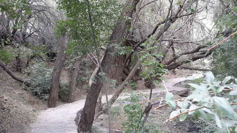 پارک جنگلی کناربر تفرش