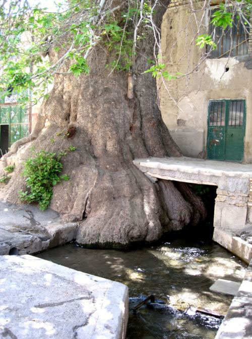 مسجد شش ناو تفرش