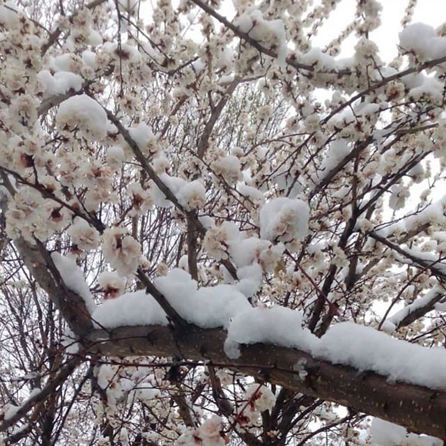 روستای کبوران تفرش