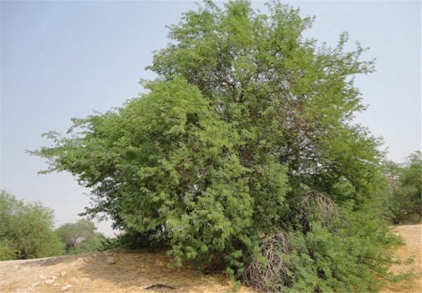 تپه های شنی ریگان