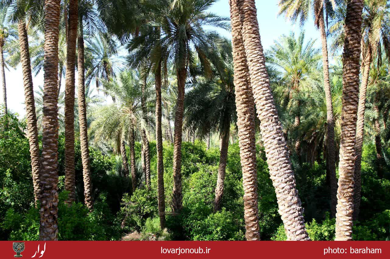 بندر دوساری