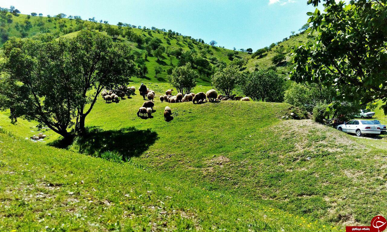 میاندار گیلان غرب
