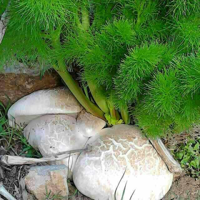 موگرمون لنده