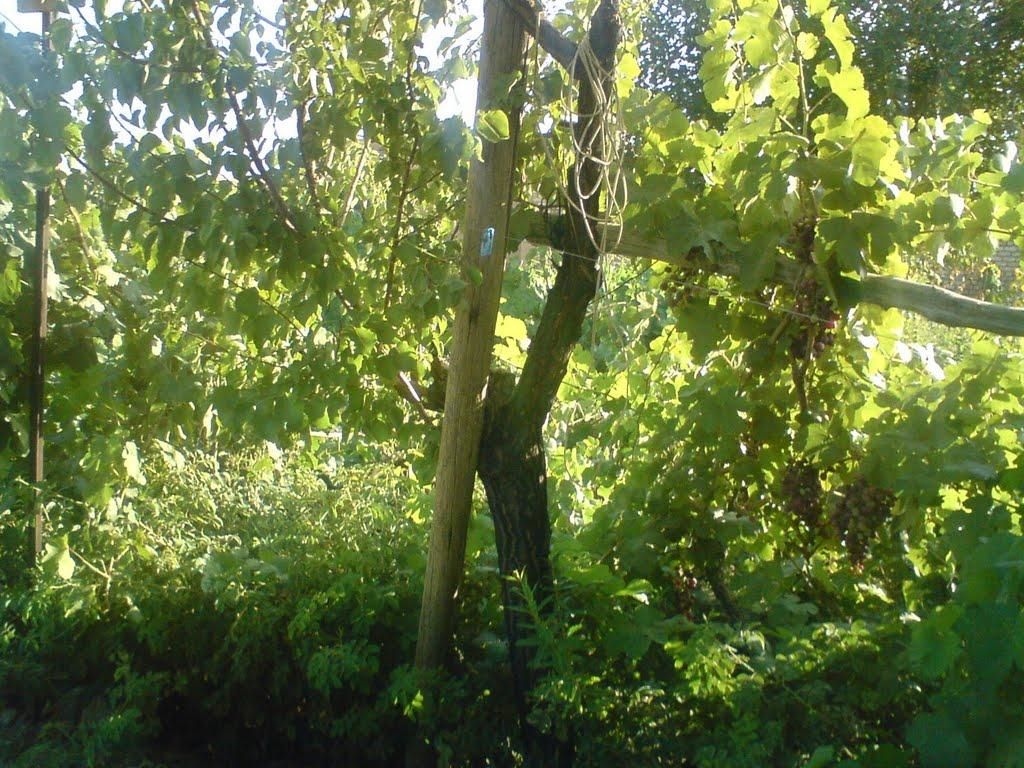 روستای پوده دهاقان