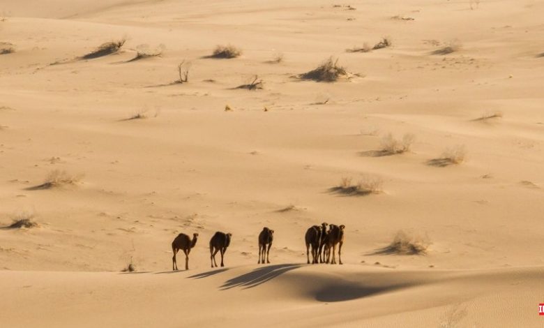 کویر سیاه کوه