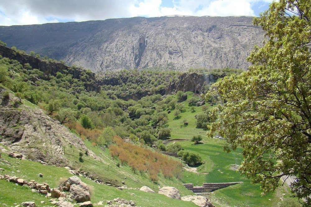 روستای کلم