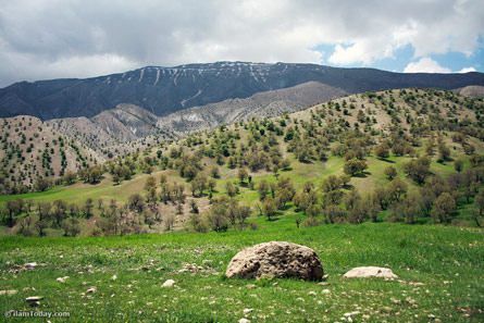 روستای کلم