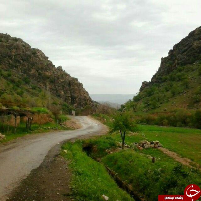 روستای کلم