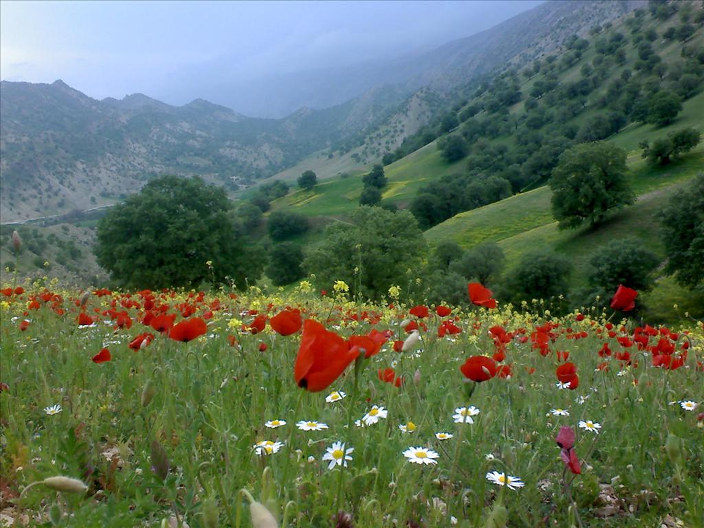 روستای کلم