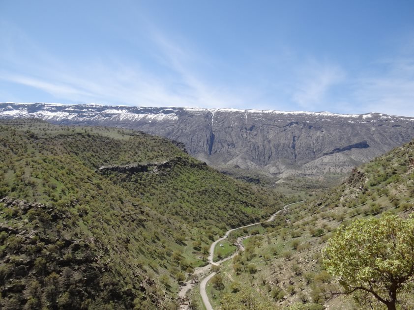 روستای کلم