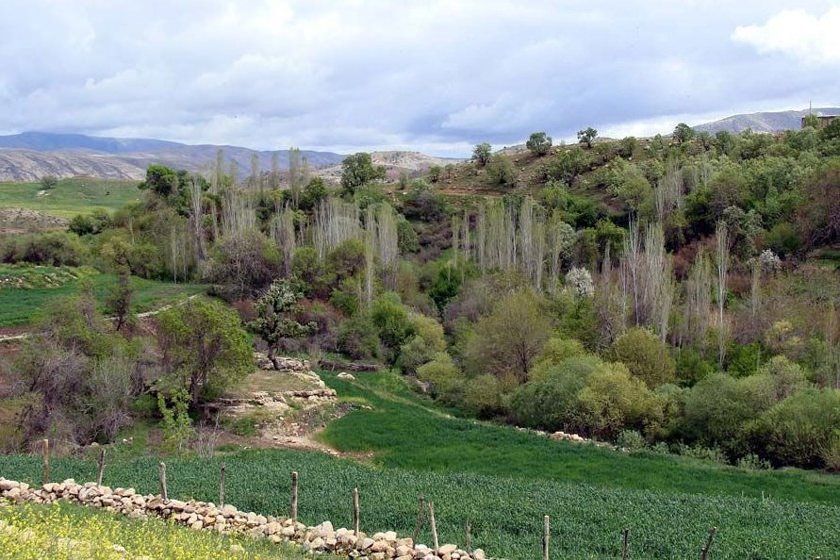 روستای کلم