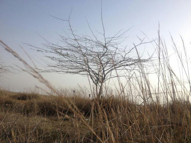 بندر حماد دیلم
