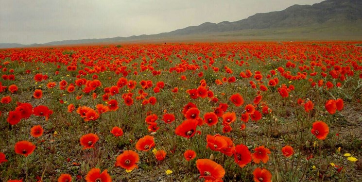 دشت شقایق ملارد