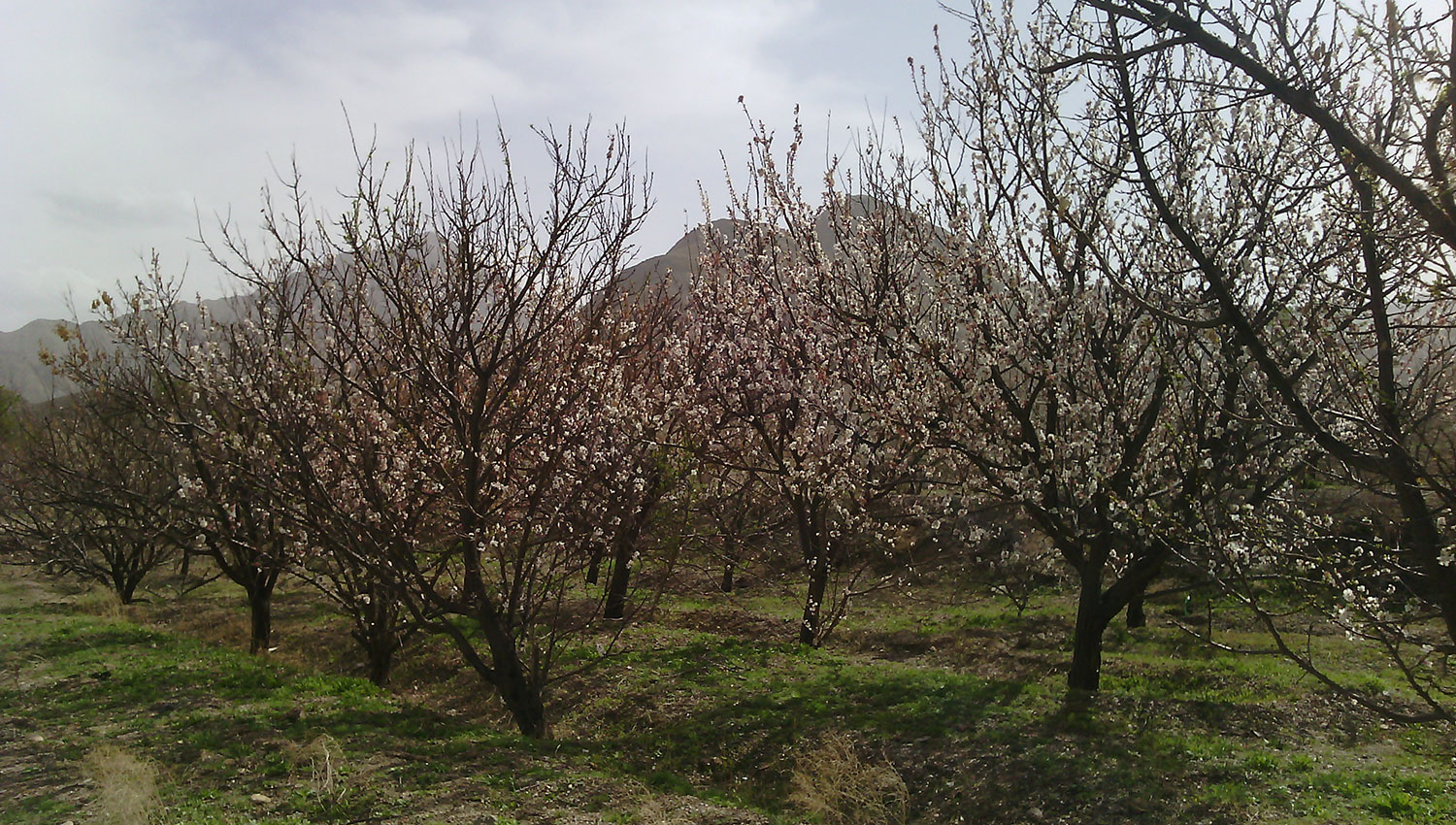 روستای مزار بجستان