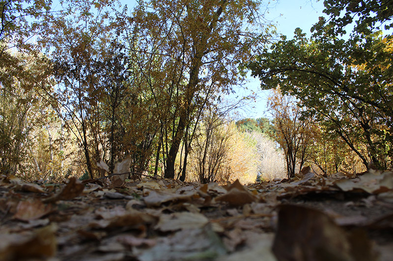 آیا به پارک جنگلی خلیل‌آباد سفر کرده‌اید؟ 