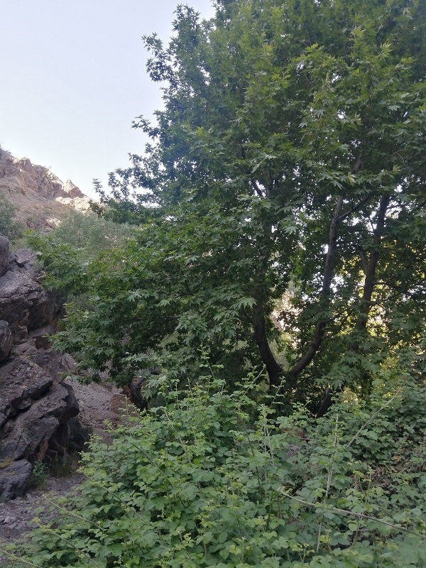 تفرجگاه گرماب سعادت آباد رشتخوار