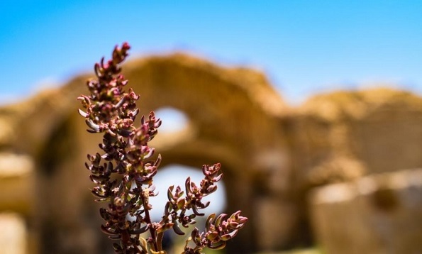 رباط عشق گرمه