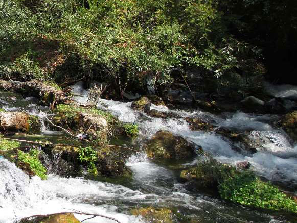 سوسن سرخاب اندیکا