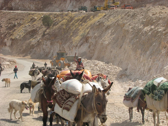 سوسن سرخاب اندیکا
