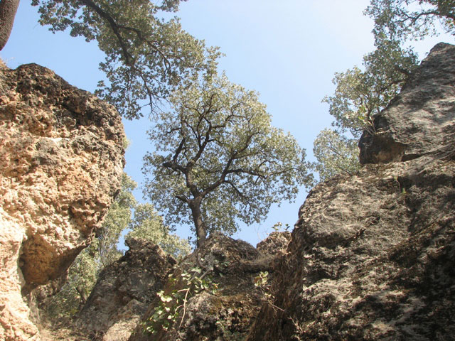 سوسن سرخاب اندیکا