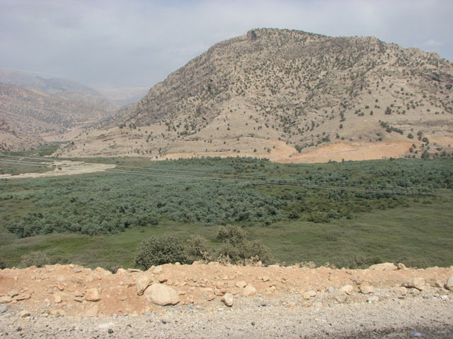 سوسن سرخاب اندیکا