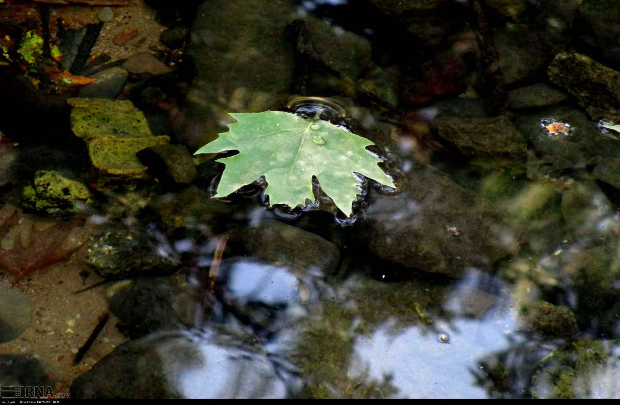 سوسن سرخاب اندیکا