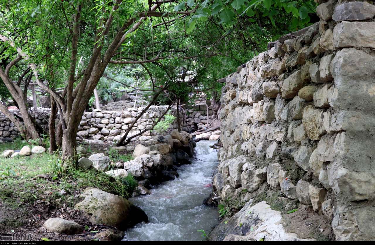 سوسن سرخاب اندیکا