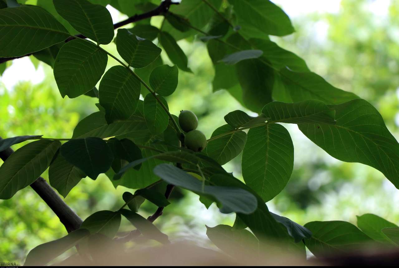 سوسن سرخاب اندیکا