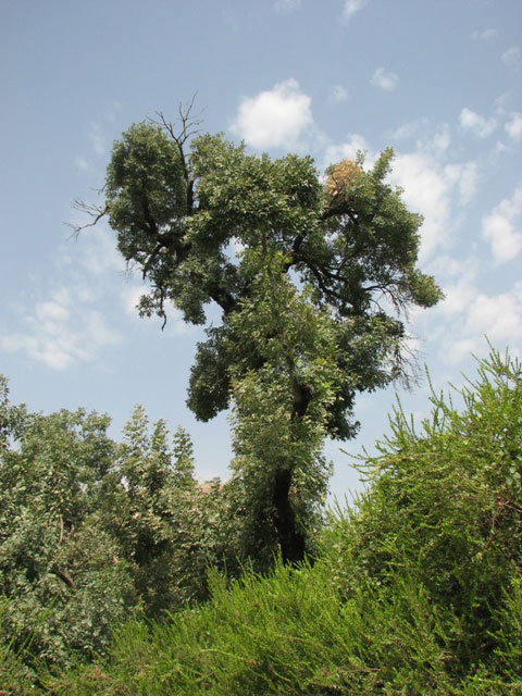 سوسن سرخاب اندیکا
